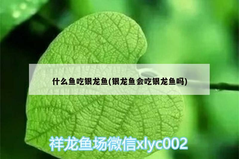 什么魚吃銀龍魚(銀龍魚會吃銀龍魚嗎)