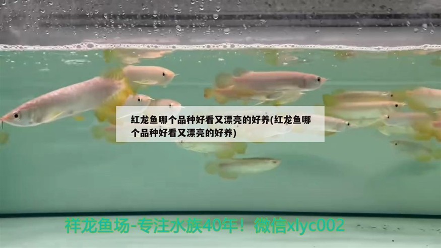紅龍魚哪個品種好看又漂亮的好養(紅龍魚哪個品種好看又漂亮的好養)
