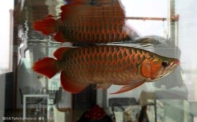 龍魚(yú)不來(lái)回游是怎么回事
