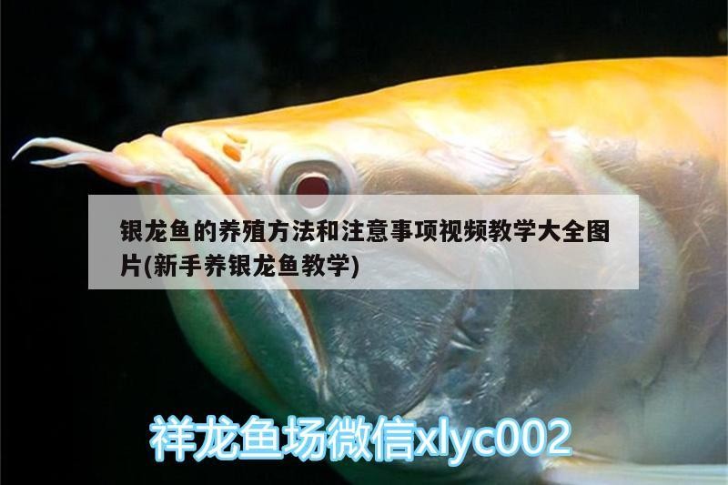 銀龍魚的養殖方法和注意事項視頻教學大全圖片(新手養銀龍魚教學)