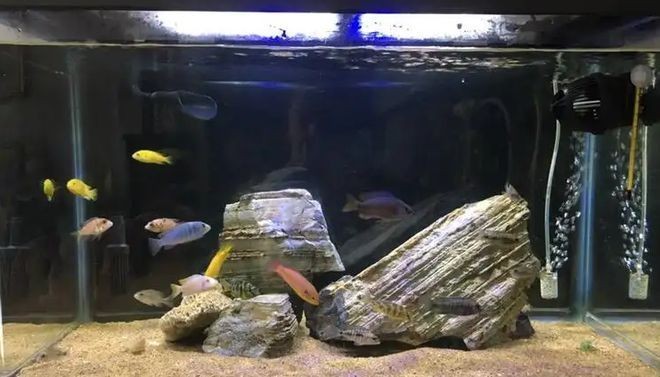 南寧市一龍水族店（南寧市一龍水族店地址）
