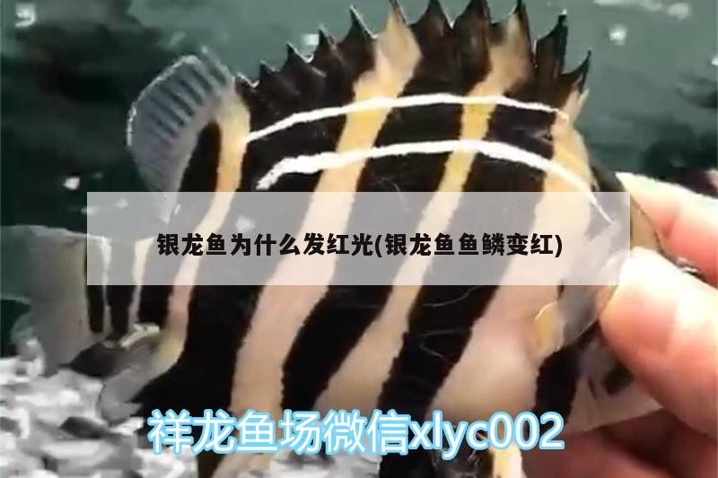 金龍魚 銀龍魚為什么發紅光(銀龍魚魚鱗變紅) 銀龍魚百科 銀龍魚為什么發紅光(銀龍魚魚鱗變紅) 銀龍魚為什么發紅光(銀龍魚魚鱗變紅) 銀龍魚百科