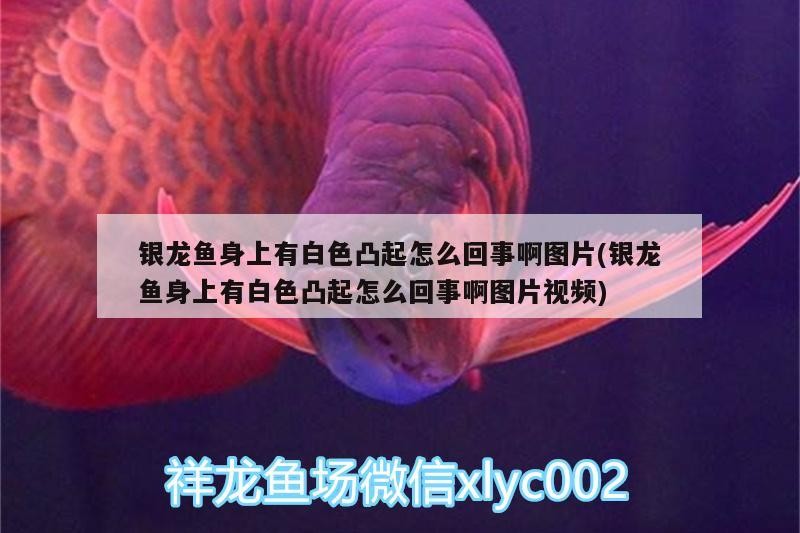 銀龍魚身上有白色凸起怎么回事啊圖片(銀龍魚身上有白色凸起怎么回事啊圖片視頻)