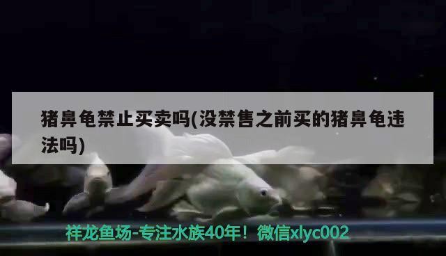 豬鼻龜禁止買賣嗎(沒禁售之前買的豬鼻龜違法嗎)