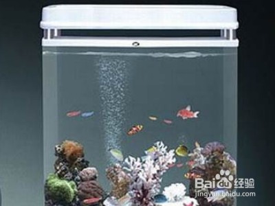 網上買的魚苗能養活嗎