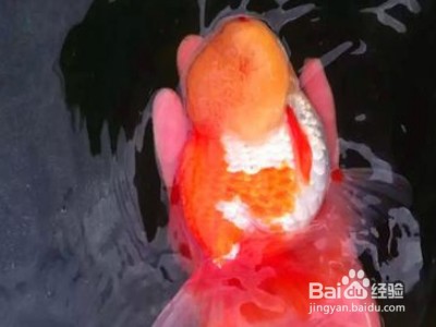 網上買的魚苗能養活嗎