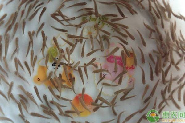 網上買的魚苗能養活嗎