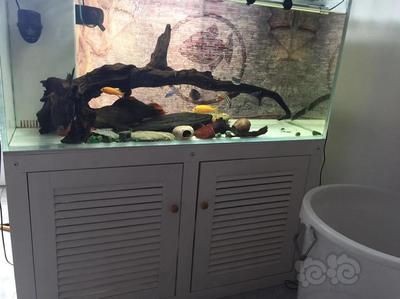 搬家送魚缸好不好：搬家送魚缸好不好取決于多個因素