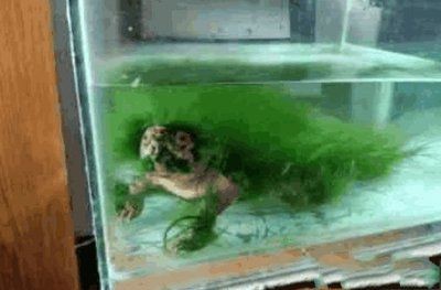 搬家送魚缸好不好：搬家送魚缸好不好取決于多個因素