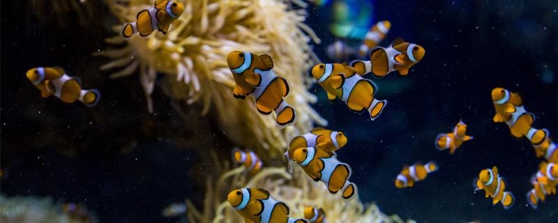 海水魚養殖技術