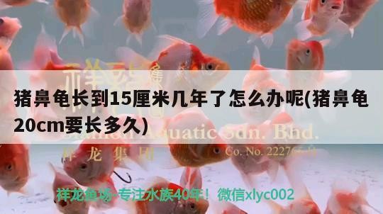豬鼻龜長(zhǎng)到15厘米幾年了怎么辦呢(豬鼻龜20cm要長(zhǎng)多久) 豬鼻龜長(zhǎng)到15厘米幾年了怎么辦呢(豬鼻龜20cm要長(zhǎng)多久) 豬鼻龜百科