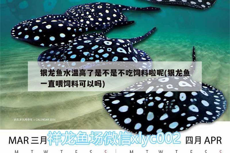 銀龍魚水溫高了是不是不吃飼料啦呢(銀龍魚一直喂飼料可以嗎)