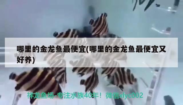 哪里的金龍魚最便宜(哪里的金龍魚最便宜又好養(yǎng))