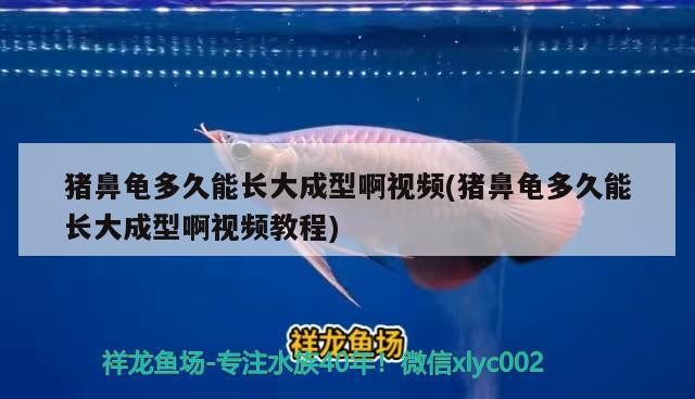 豬鼻龜多久能長大成型啊視頻(豬鼻龜多久能長大成型啊視頻教程)