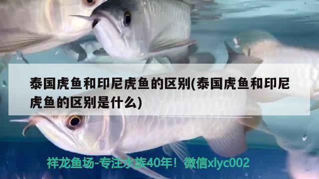 泰國虎魚和印尼虎魚的區別(泰國虎魚和印尼虎魚的區別是什么)
