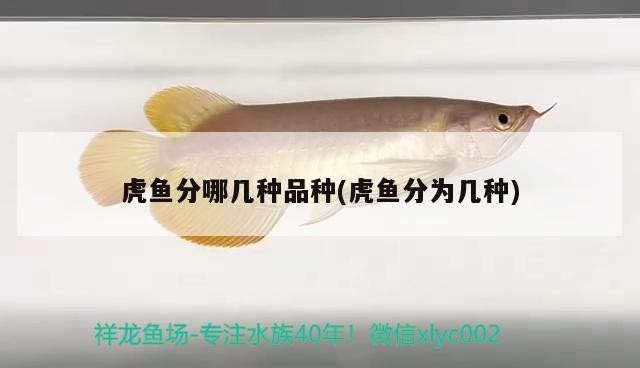 虎魚分哪幾種品種(虎魚分為幾種)