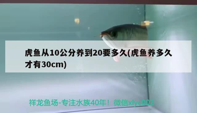 虎魚從10公分養到20要多久(虎魚養多久才有30cm)