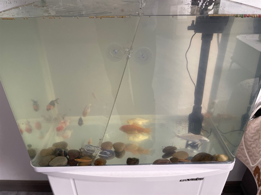 第一次養(yǎng)魚，有沒有老哥教一下怎么把這水弄清澈，怎么換水都是這樣渾
