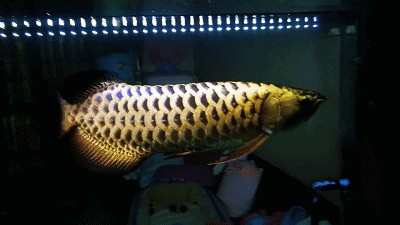 龍魚多少度水溫合適養魚缸