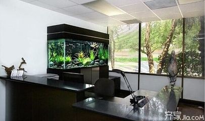 辦公司放魚缸的講究：辦公室放置魚缸的講究