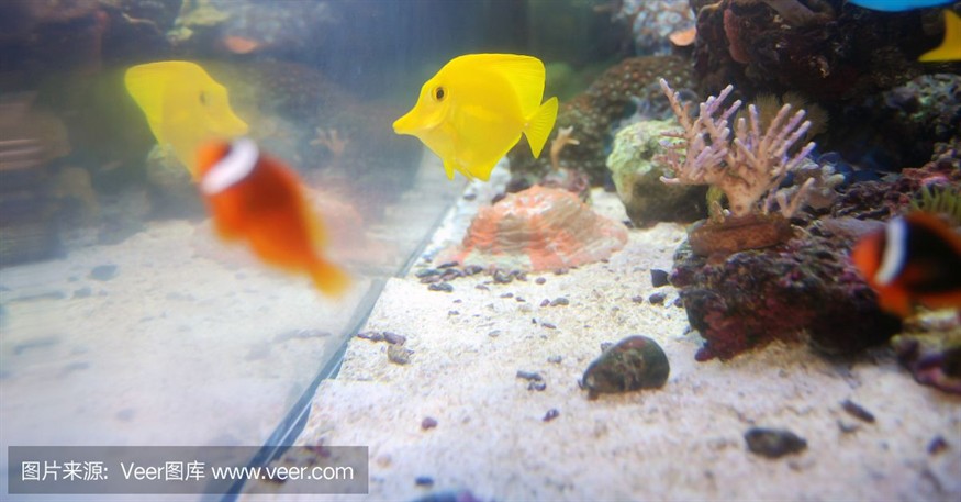 大洋的魚缸里有什么魚：大洋魚缸中可能包含了各種各樣的魚類可能包含了各樣的魚類