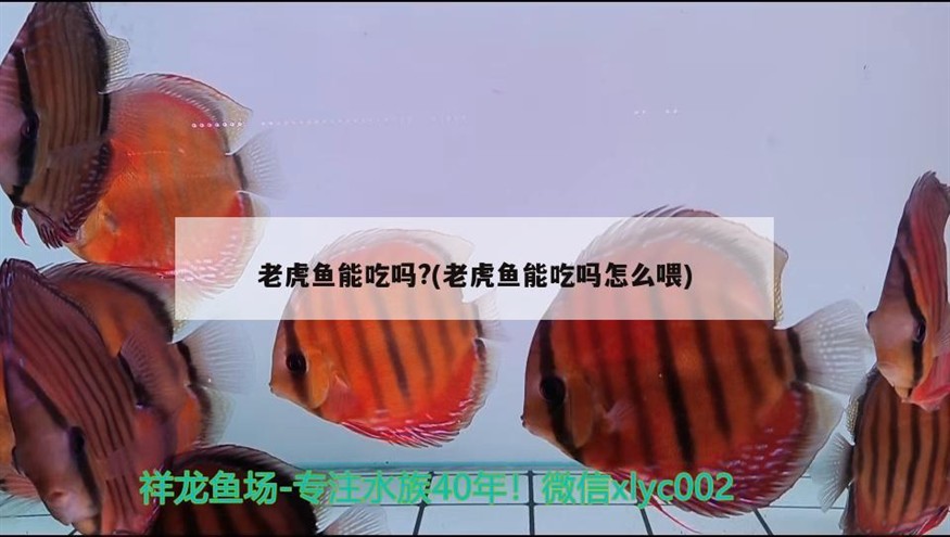 老虎魚能吃嗎?(老虎魚能吃嗎怎么喂)
