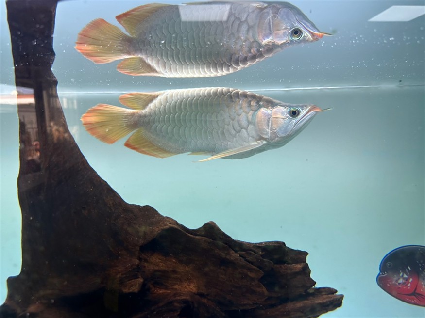 如何選擇合適的龍魚飼料？，博宇龍魚缸的價格范圍是多少？