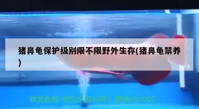 豬鼻龜保護級別限不限野外生存(豬鼻龜禁養)