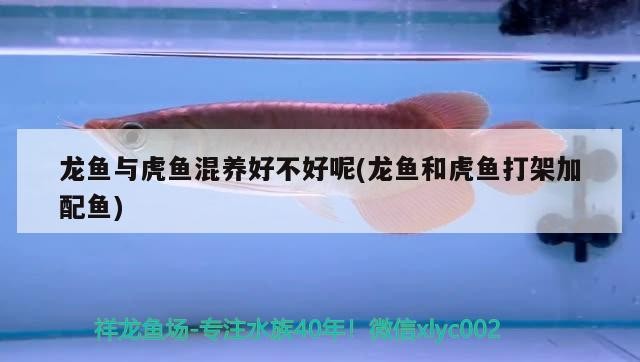 魚缸用增氧泵價格是多少:魚缸增氧機-xtrac增氧機-xtrac增氧機 龍魚與虎魚混養好不好呢(龍魚和虎魚打架加配魚) 虎魚百科 龍魚與虎魚混養好不好呢(龍魚和虎魚打架加配魚) 龍魚與虎魚混養好不好呢(龍魚和虎魚打架加配魚) 虎魚百科