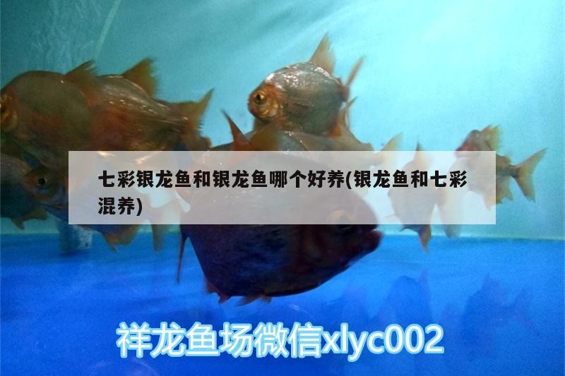 七彩銀龍魚和銀龍魚哪個好養(銀龍魚和七彩混養)
