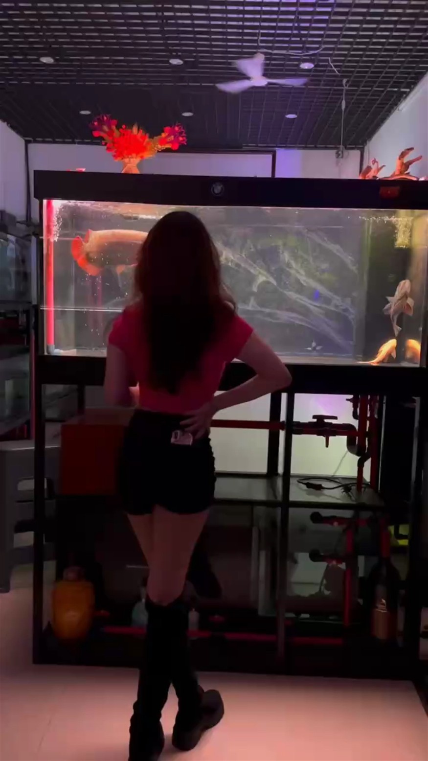 看魚了