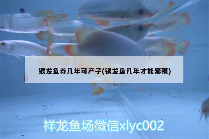 銀龍魚養幾年可產子(銀龍魚幾年才能繁殖)