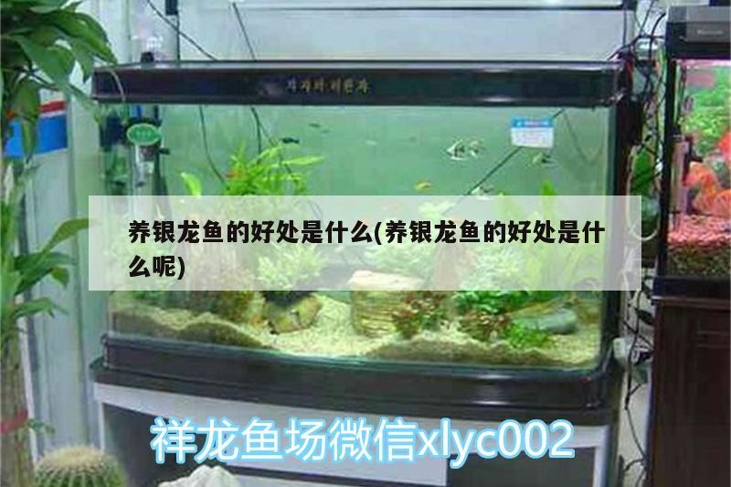 養銀龍魚的好處是什么(養銀龍魚的好處是什么呢)