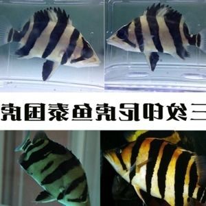 虎魚顏色變淺變白怎么回事：虎魚的顏色變淺變白怎么回事