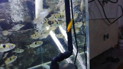 虎魚顏色變淺變白怎么回事：虎魚的顏色變淺變白怎么回事