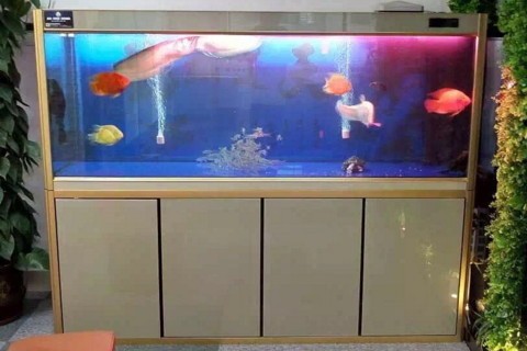 森森TF-250小屋日記桌面魚缸（森森小魚缸怎么樣）