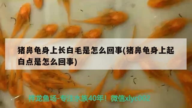 豬鼻龜身上長白毛是怎么回事(豬鼻龜身上起白點是怎么回事)
