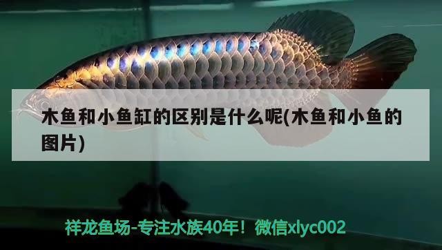 木魚和小魚缸的區別是什么呢(木魚和小魚的圖片)