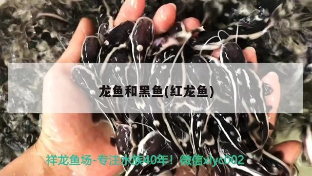 龍魚和黑魚(紅龍魚) 龍魚和黑魚(紅龍魚) 豬鼻龜百科