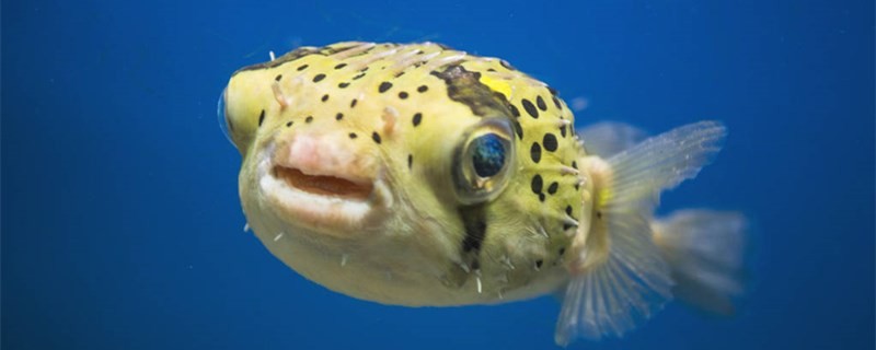 孔雀石綠魚藥怎么使用使用時要注意什么