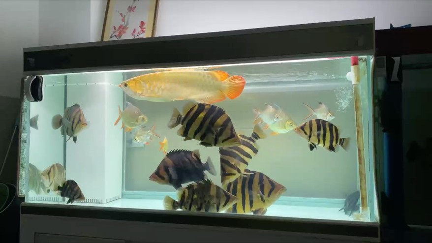 虎魚(yú)日常