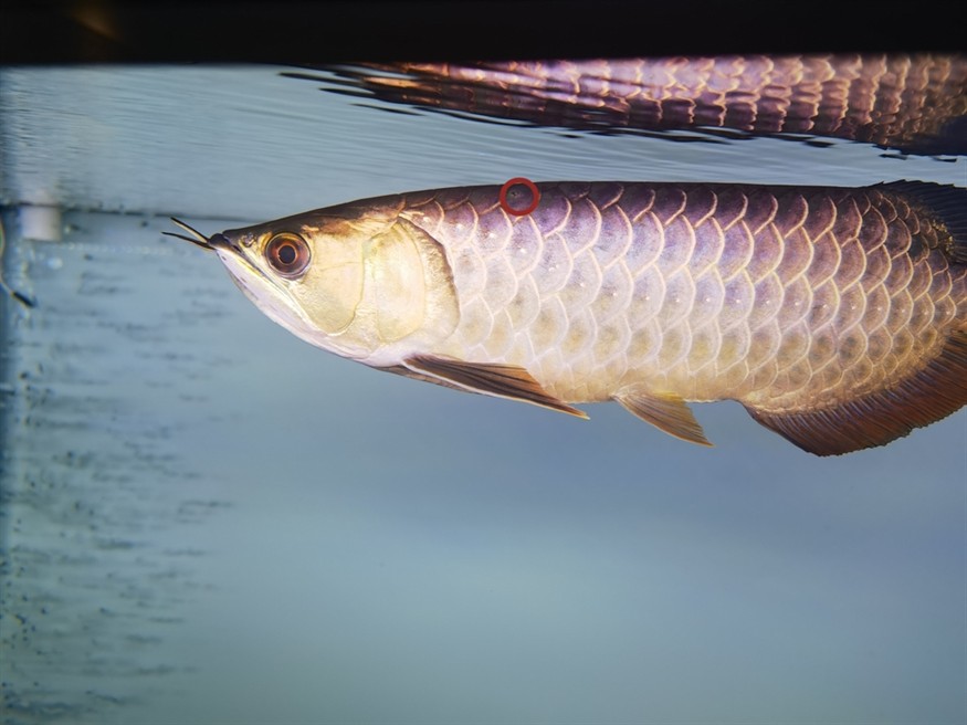 龍魚身上的這個黑點是什么！