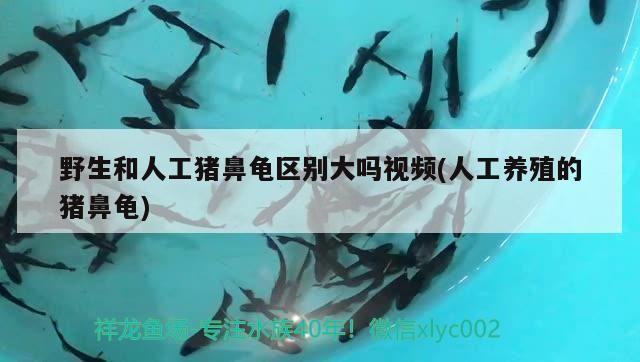 野生和人工豬鼻龜區(qū)別大嗎視頻(人工養(yǎng)殖的豬鼻龜)
