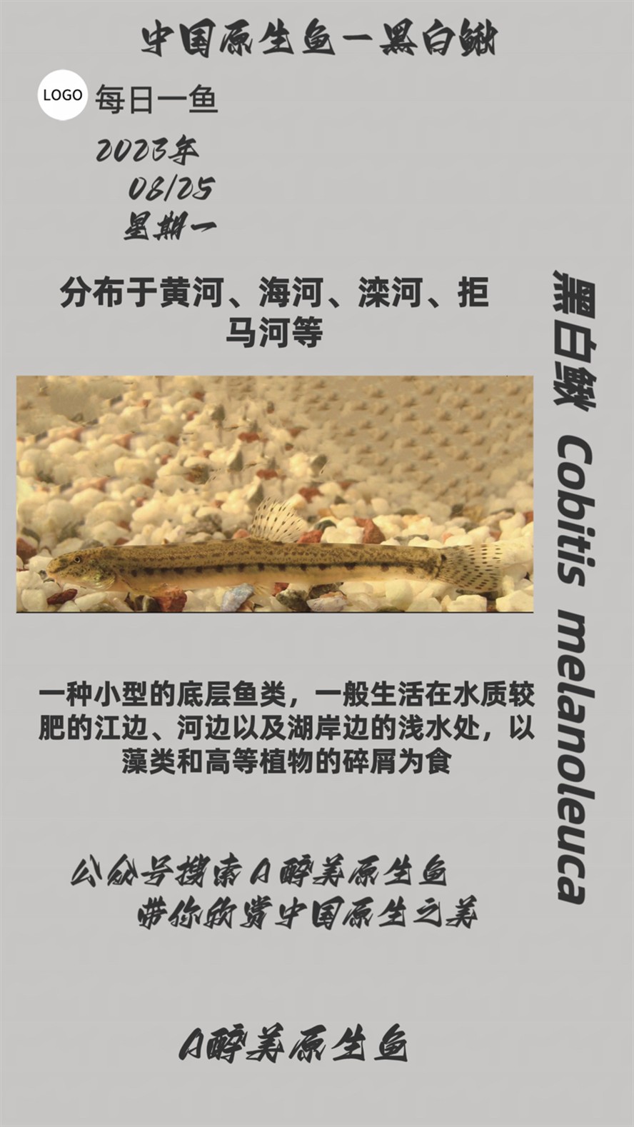 黑白鰍