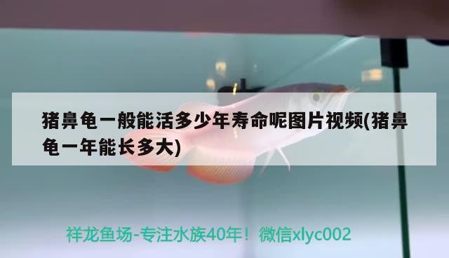 豬鼻龜一般能活多少年壽命呢圖片視頻(豬鼻龜一年能長多大)