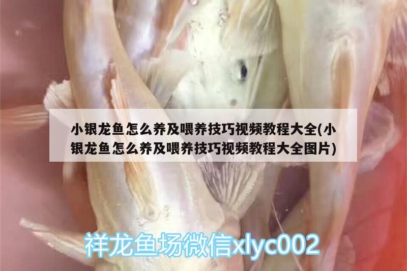 小銀龍魚怎么養及喂養技巧視頻教程大全(小銀龍魚怎么養及喂養技巧視頻教程大全圖片)
