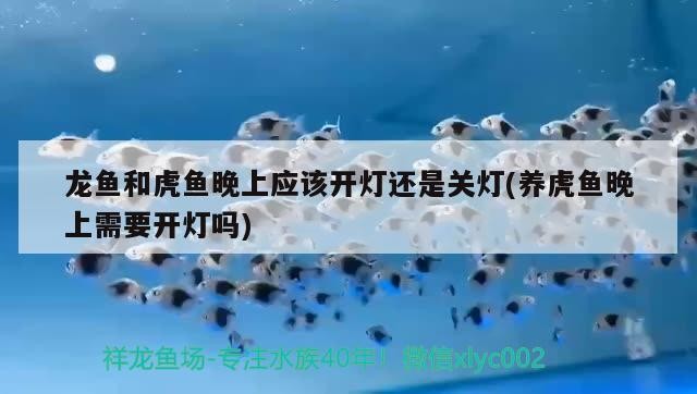 鸚鵡魚 龍魚和虎魚晚上應該開燈還是關燈(養虎魚晚上需要開燈嗎) 虎魚百科 龍魚和虎魚晚上應該開燈還是關燈(養虎魚晚上需要開燈嗎) 龍魚和虎魚晚上應該開燈還是關燈(養虎魚晚上需要開燈嗎) 虎魚百科