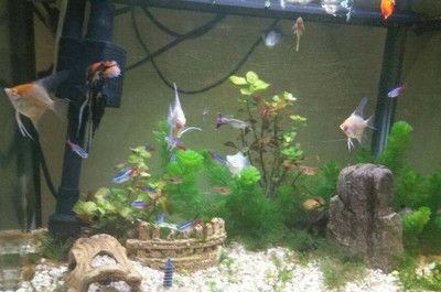 虎皮魚和海水魚的區別：淡水魚與海水魚的區別淡水魚與海水魚的區別在哪里