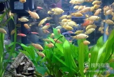 虎皮魚和海水魚的區別：淡水魚與海水魚的區別淡水魚與海水魚的區別在哪里