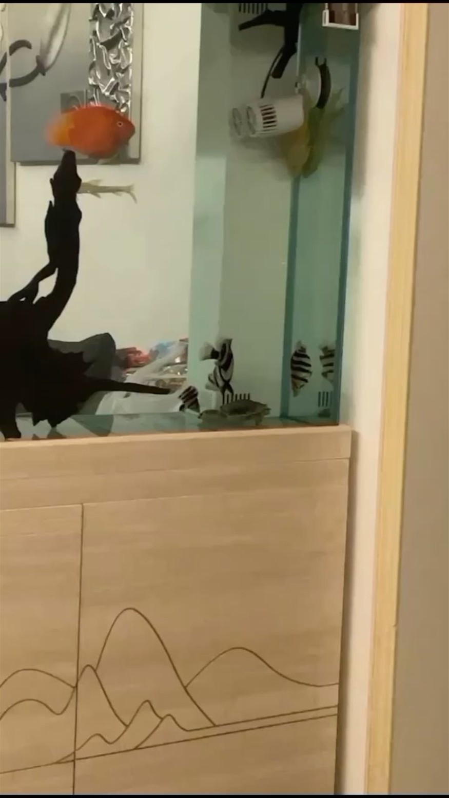 豬鼻子急急急
